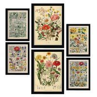 POSTER Set Mit 6 Blumenanatomie In Vintage A3 & A4 Rahmenlos - Klar, Papier (29/3cm) - Nacnic