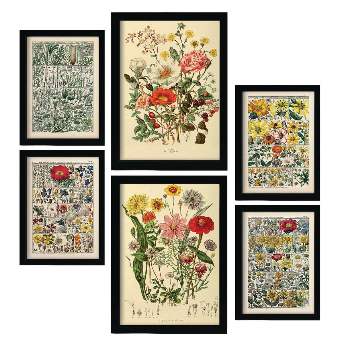 POSTER Set Mit 6 Blumenanatomie In Vintage A3 & A4 Rahmenlos - Klar, Papier (29/3cm) - Nacnic