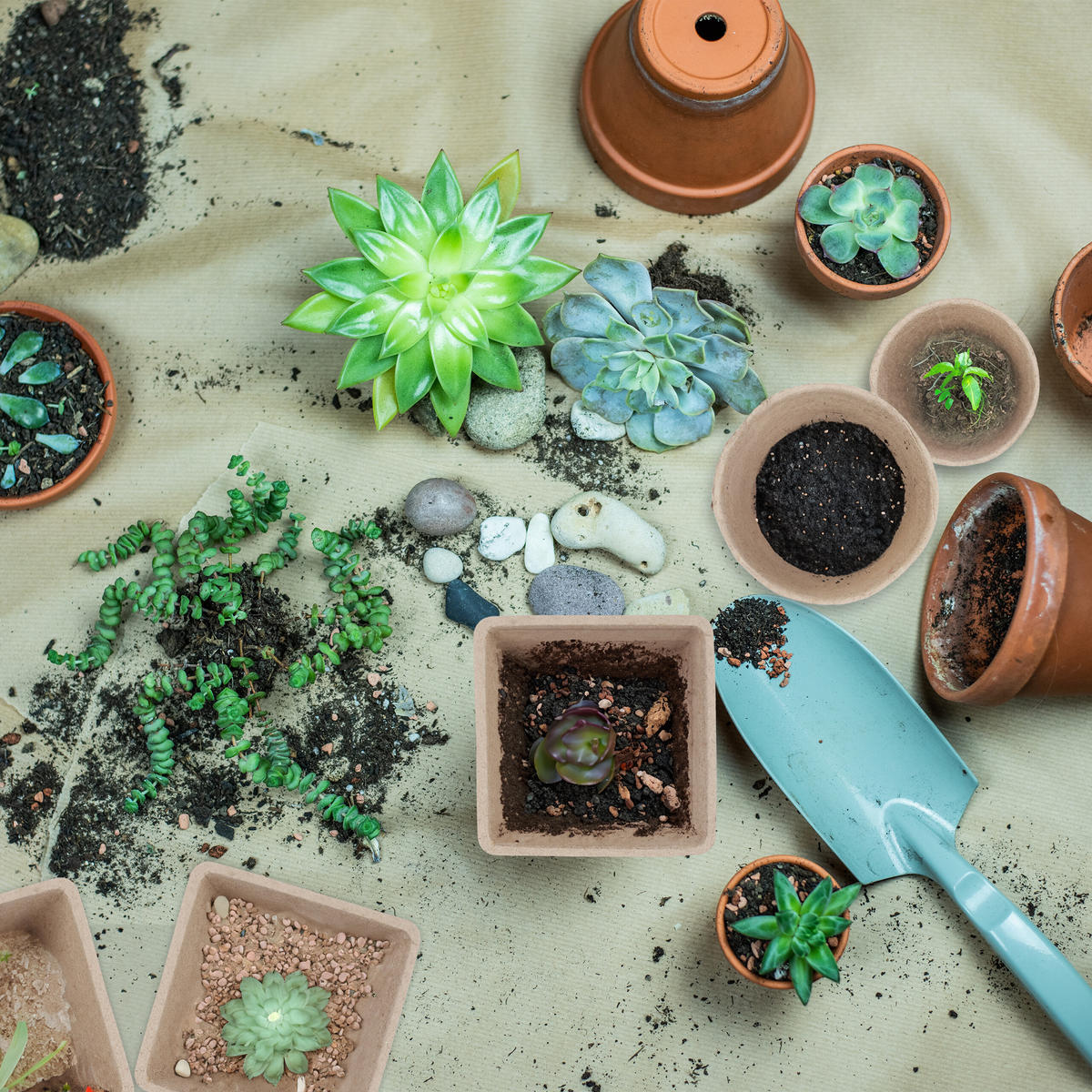 96XSAKSIJE za sadnice - višebojno, papir/plastika (8/8/8cm) - Relaxdays