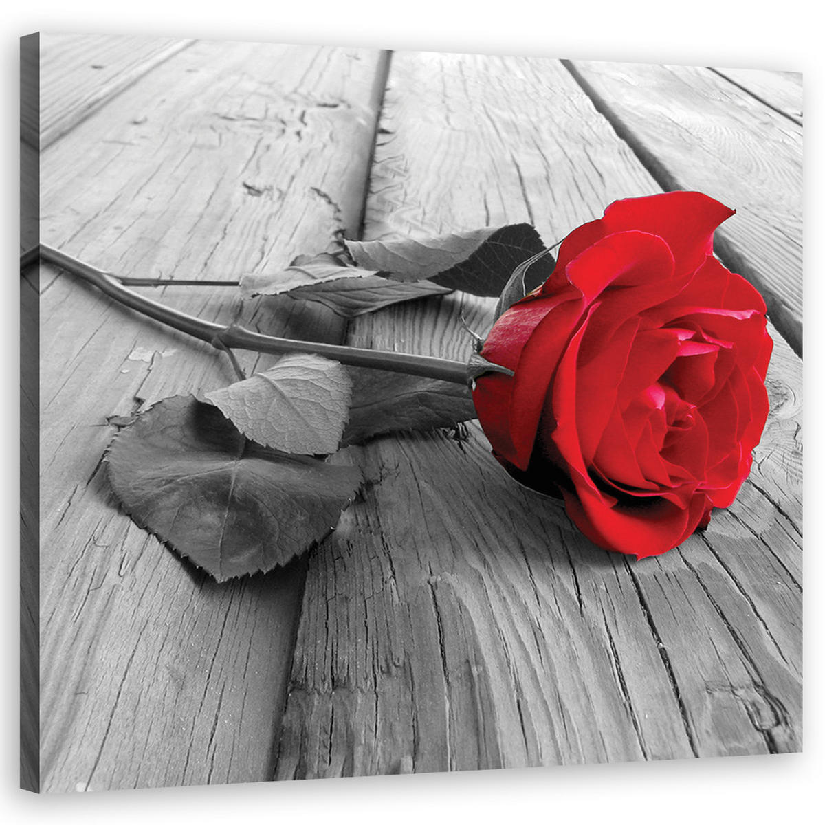 WANDBILD rote rose - Rot, Textil (30/30cm) - Feeby