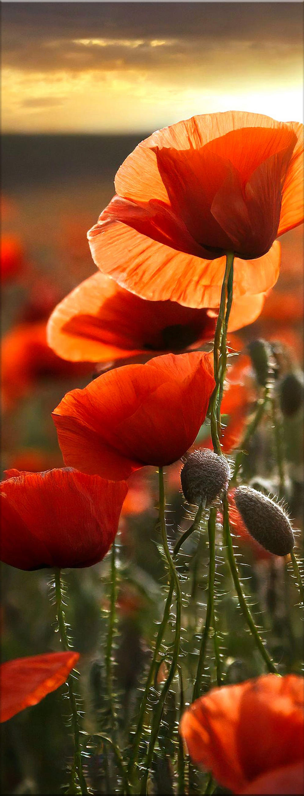 GLASBILD 30x80 cm Blumen rot - Rot, Glas (30/80cm) - artissimo