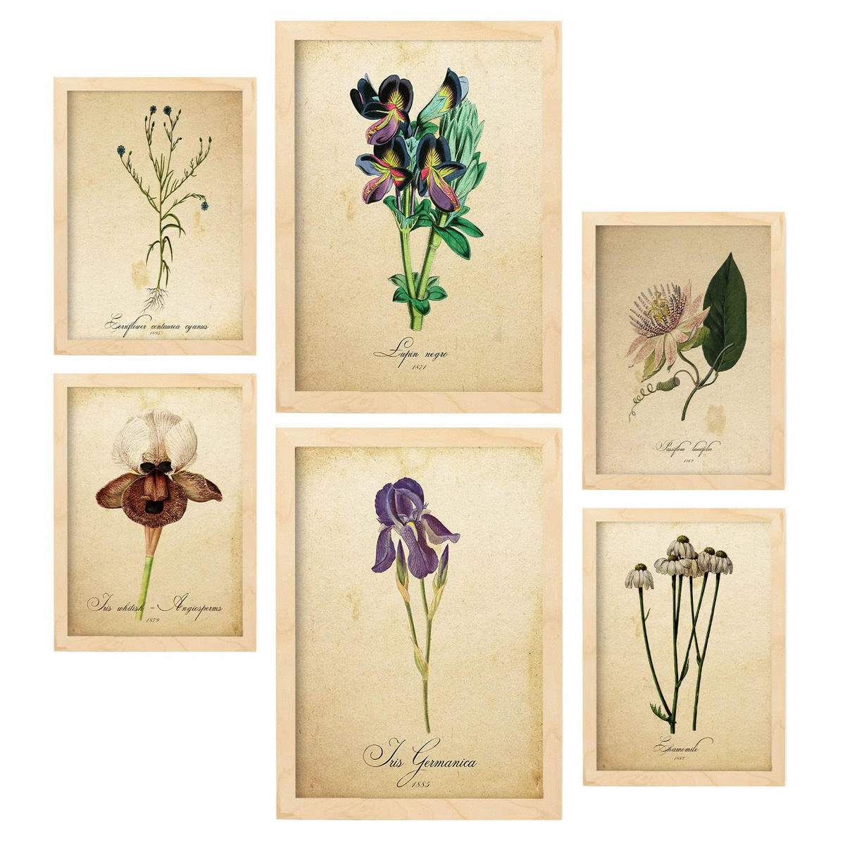 POSTER Set Mit 6 Vintage Blumen Sammlung A3 & A4 Rahmen Aus Hellem Holz - Beige, Papier (29/3cm) - Nacnic