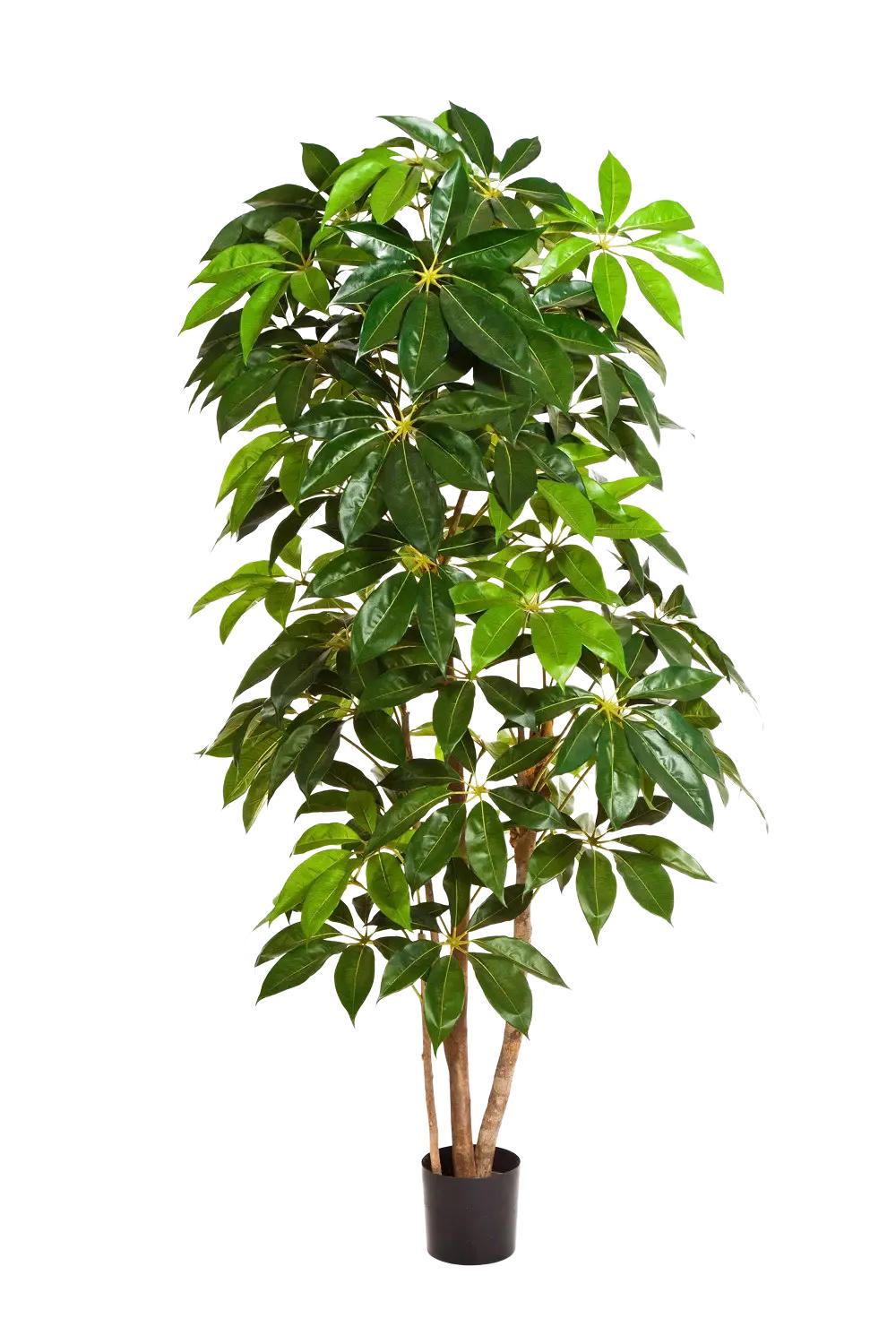 KUNSTBAUM Künstlicher Schefflera Baum - Omar 220 cm - Grün, Kunststoff (220cm) - aplanta