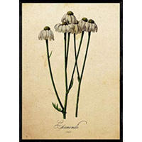 POSTER Kamille. A4 Rahmenlos - Klar, Papier (29.7/5/21cm) - Nacnic