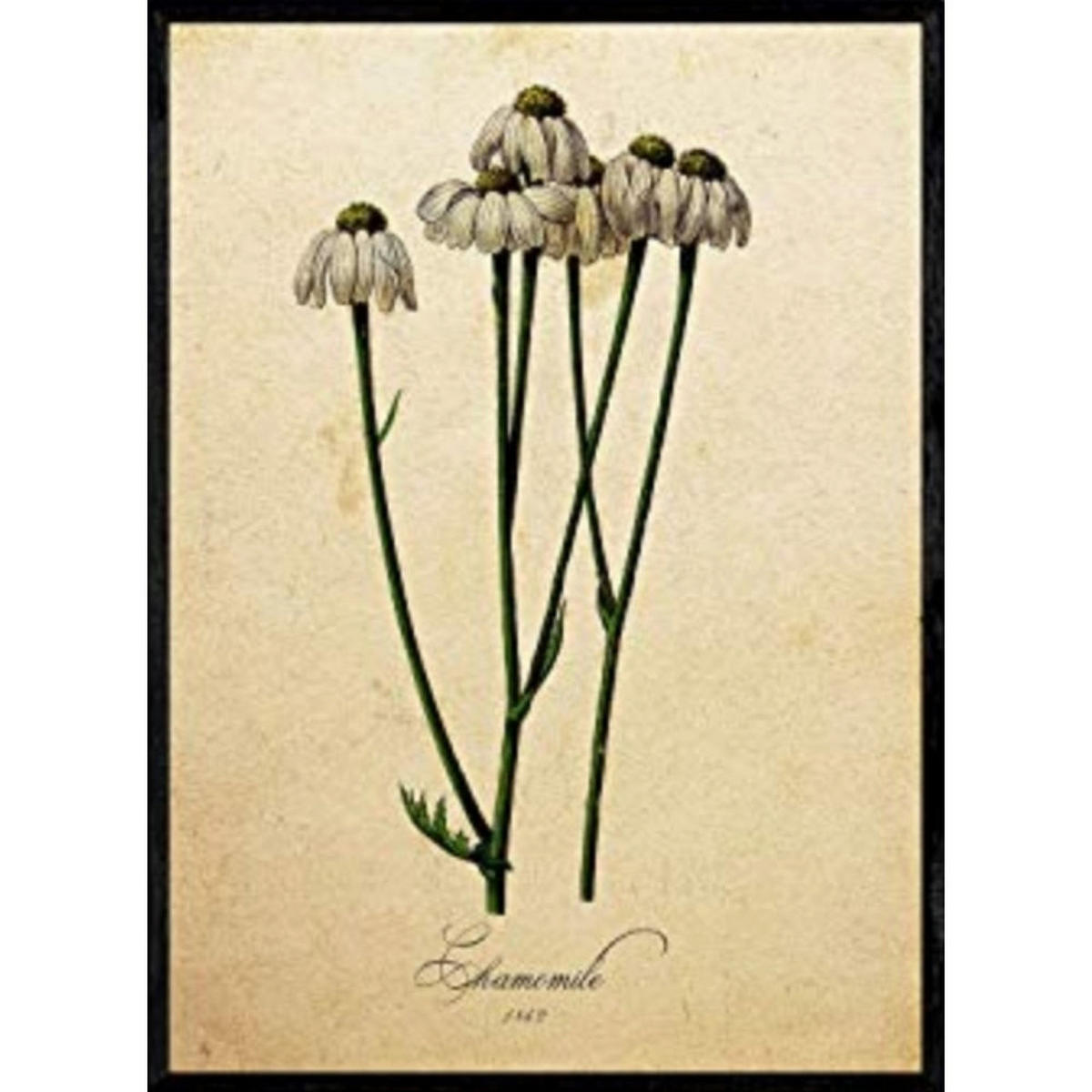 POSTER Kamille. A4 Rahmenlos - Klar, Papier (29.7/5/21cm) - Nacnic