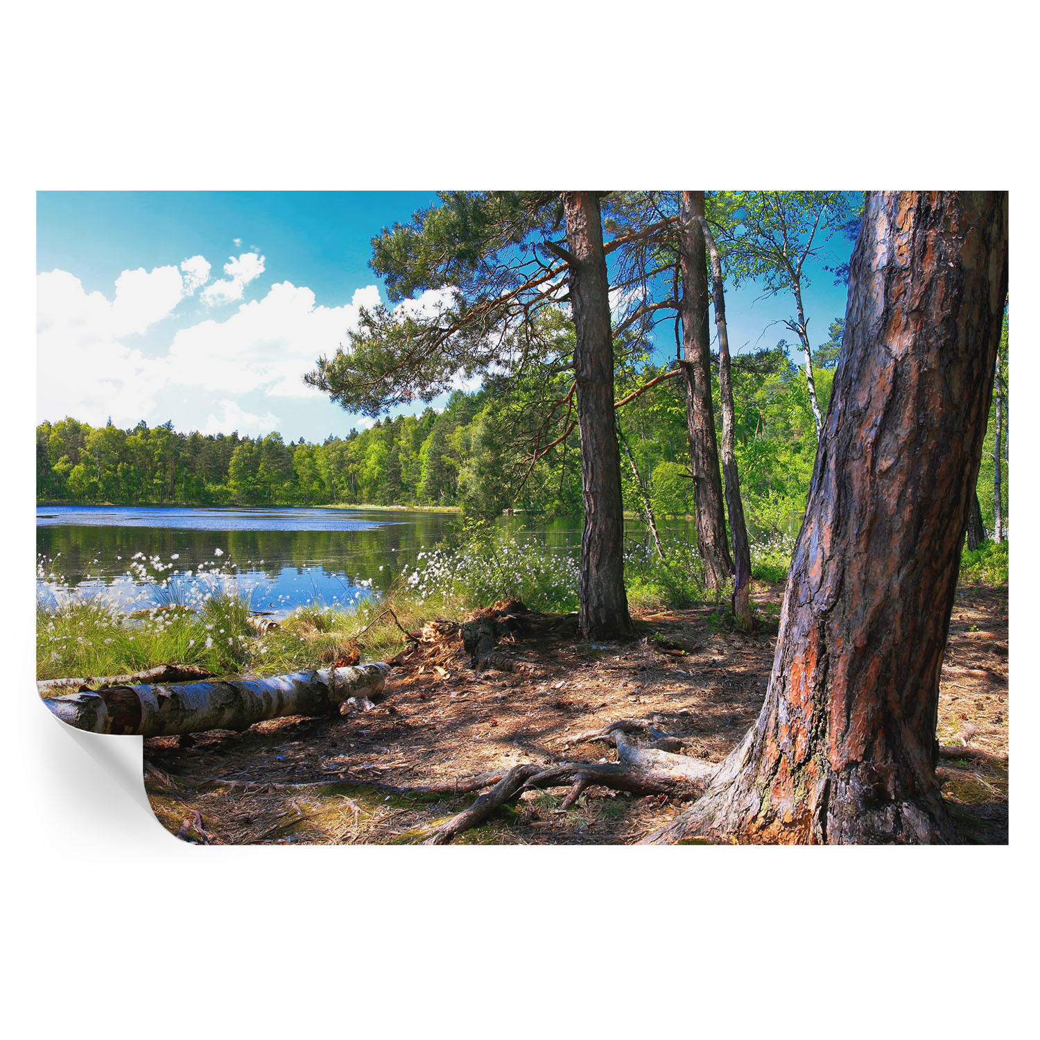 FOTOTAPETE 104x70 cm - Waldlandschaft - Grün, Textil (104/70cm) - Wallfluent