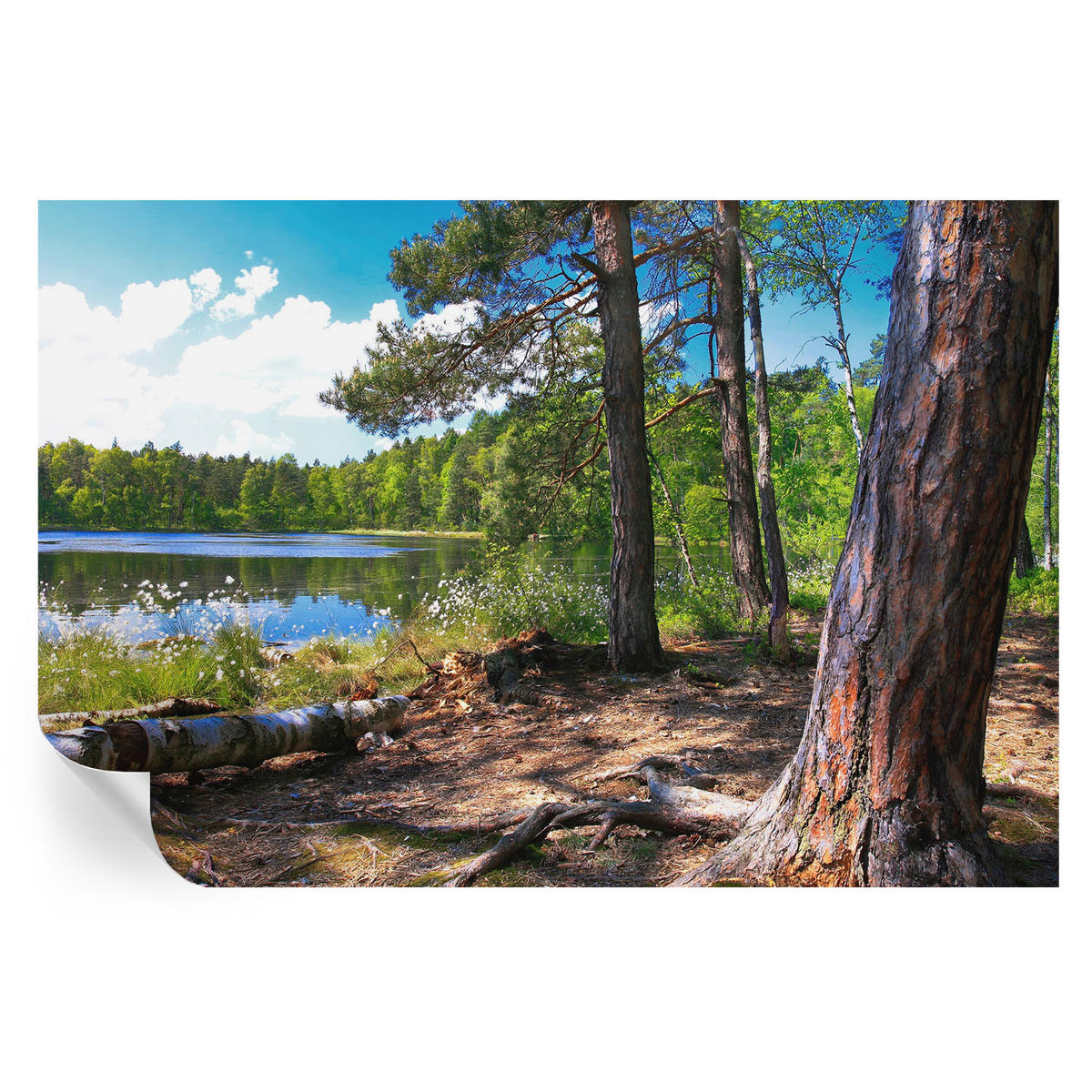 FOTOTAPETE 104x70 cm - Waldlandschaft - Grün, Textil (104/70cm) - Wallfluent