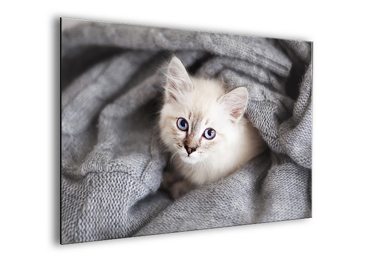 BILD 30x20 cm Katze Grau Beige - Anthrazit, Holzwerkstoff (20/30/2cm) - artissimo