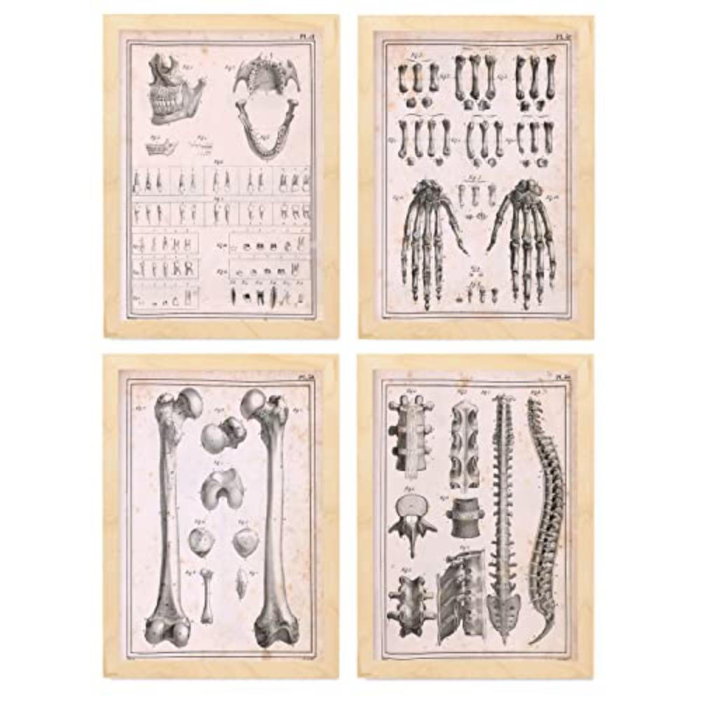 POSTER Set mit 4 Anatomieknochen, Händen, Madivula und Rücken A4 Rahmen aus hellem Holz - Beige, Papier (29.7/3cm) - Nacnic