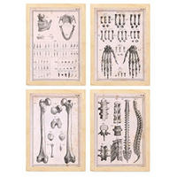 POSTER Set mit 4 Anatomieknochen, Händen, Madivula und Rücken A4 Rahmen aus hellem Holz - Beige, Papier (29.7/3cm) - Nacnic