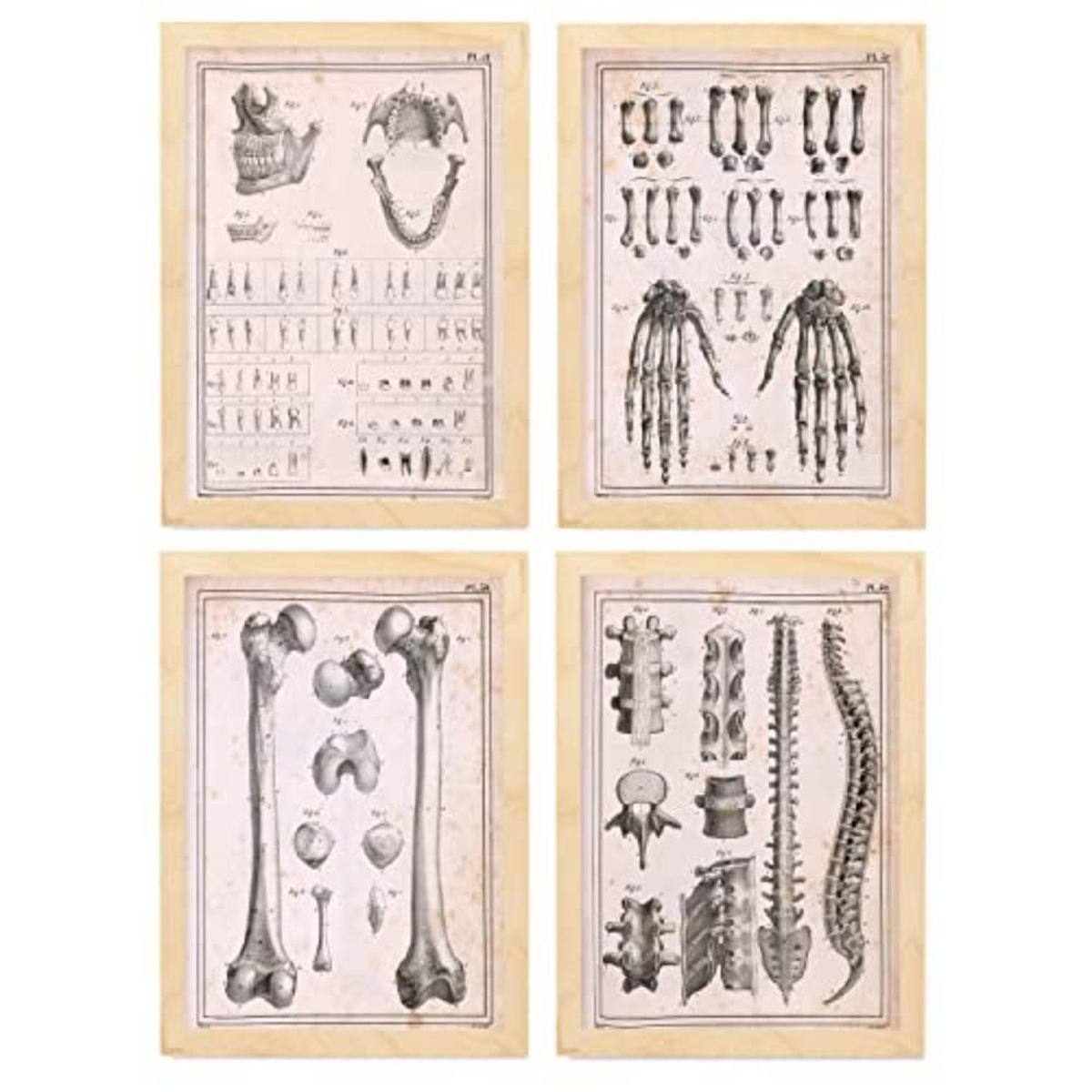 POSTER Set mit 4 Anatomieknochen, Händen, Madivula und Rücken A4 Rahmen aus hellem Holz - Beige, Papier (29.7/3cm) - Nacnic