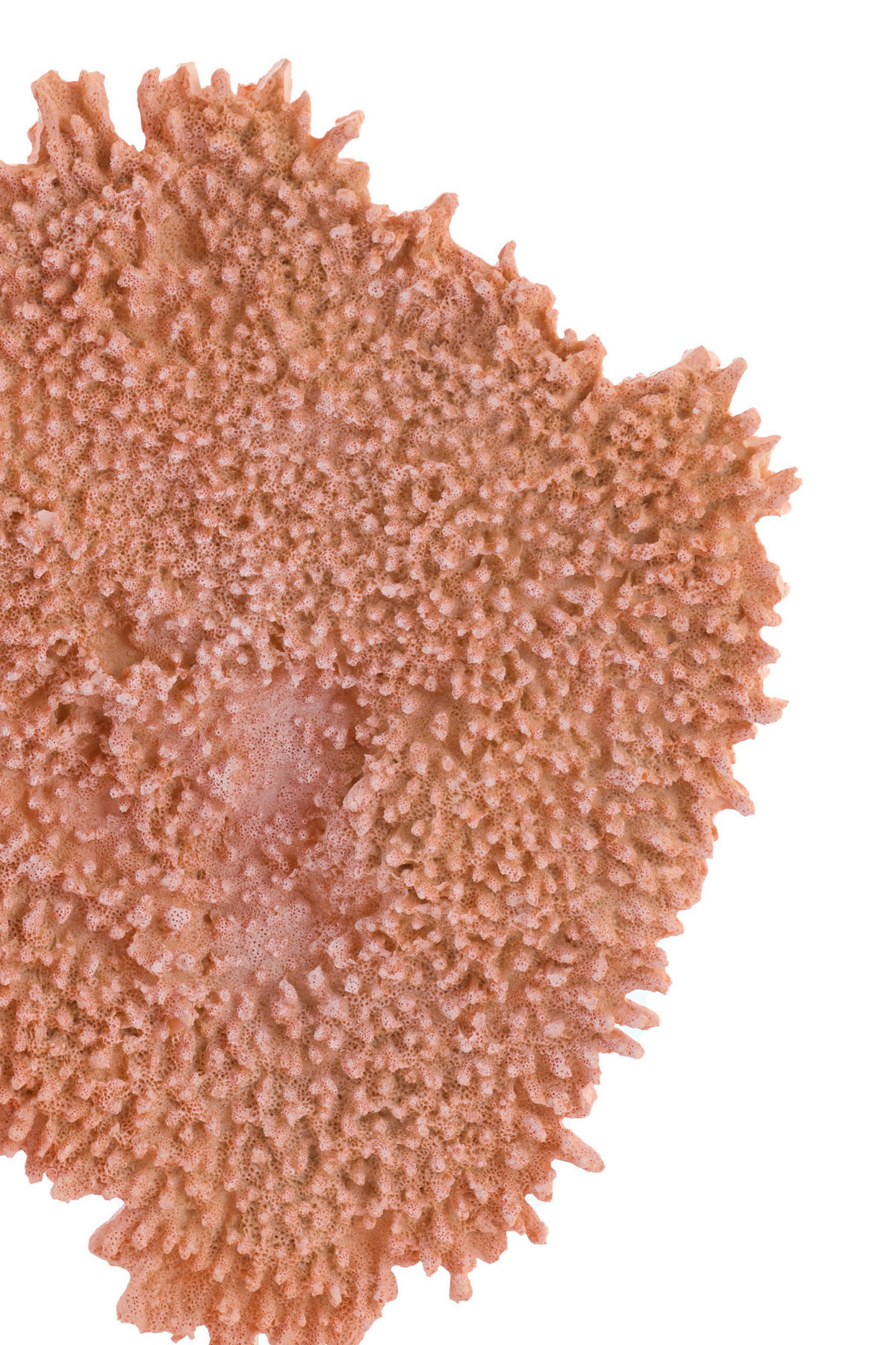 ORNAMENT Koralle Orange 37/31/61,5 cm - Orange, Kunststoff (31/61.5/37cm) - Light & Living