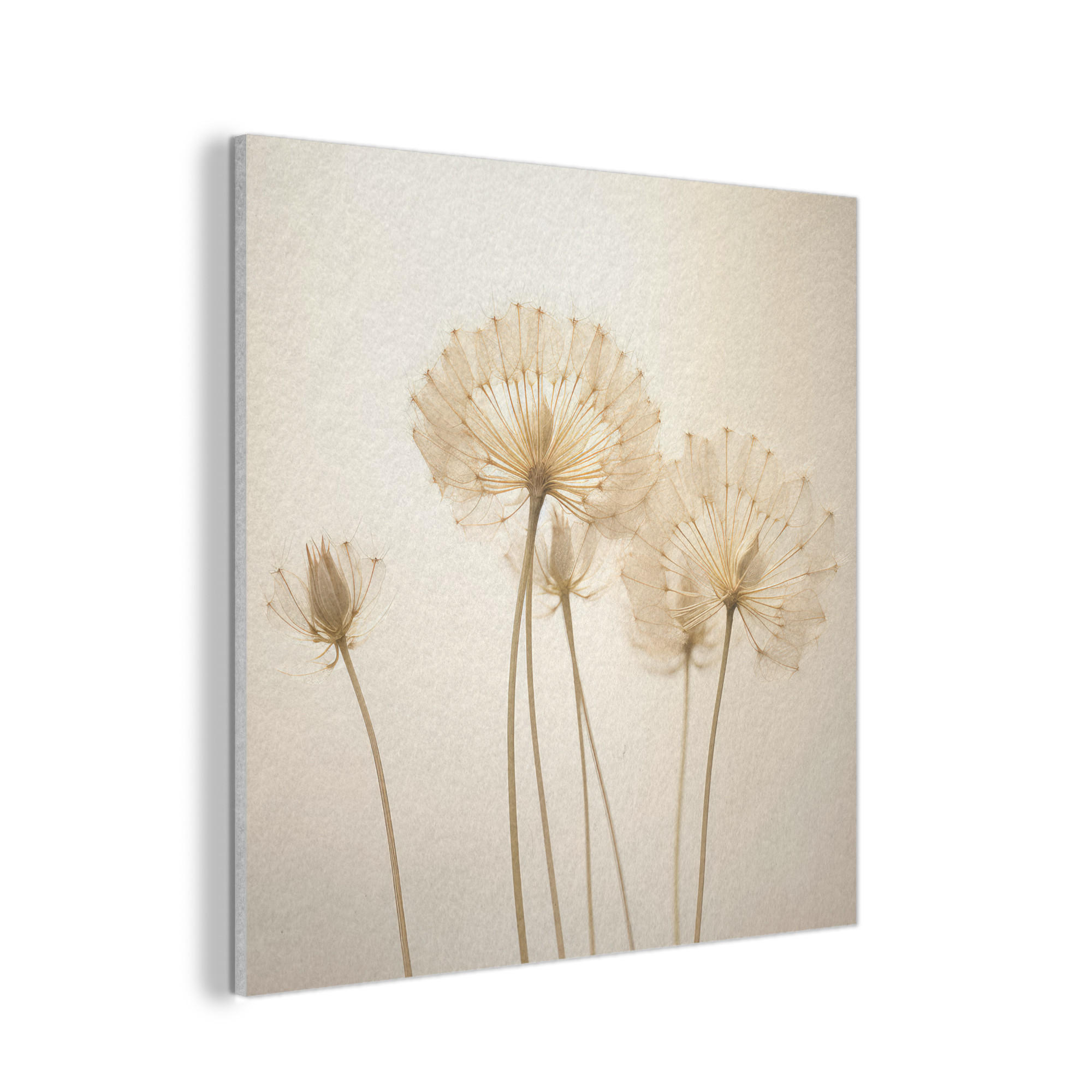 AKUSTIKPANEEL Sonnenlicht - Löwenzahn - Botanisch - Blumen 90x90 cm - Creme, Textil (90/0.9/90cm) - MuchoWow