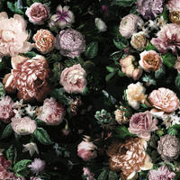 FOTOTAPETE Blumen 400 x 250 cm - Pink, Papier (400/250cm) - Sanders & Sanders
