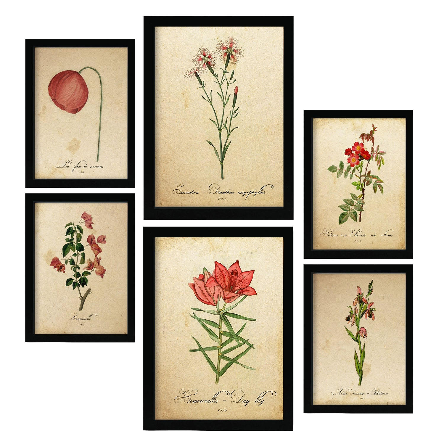 POSTER Set Mit 6 Rote Blumen Vollfarbige Natur Und Botanikdrucke Mit Blumenmotiven Im Vintage Papier Stil Innenarchitektur A3 & A4 Schwarzer Rahmen - Schwarz, Papier (29/3cm) - Nacnic