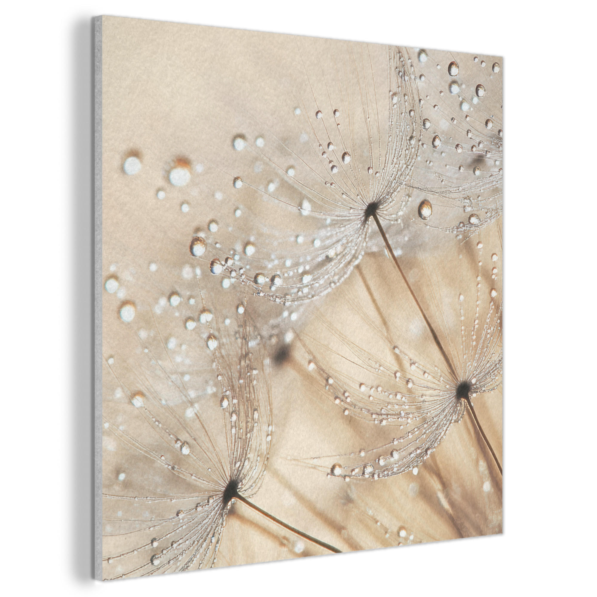 AKUSTIKBILD Löwenzahn - Abstrakt - Natur - Beige Akustikpaneele 80x80 cm - Braun, Kunststoff (80/80/0.9cm) - MuchoWow