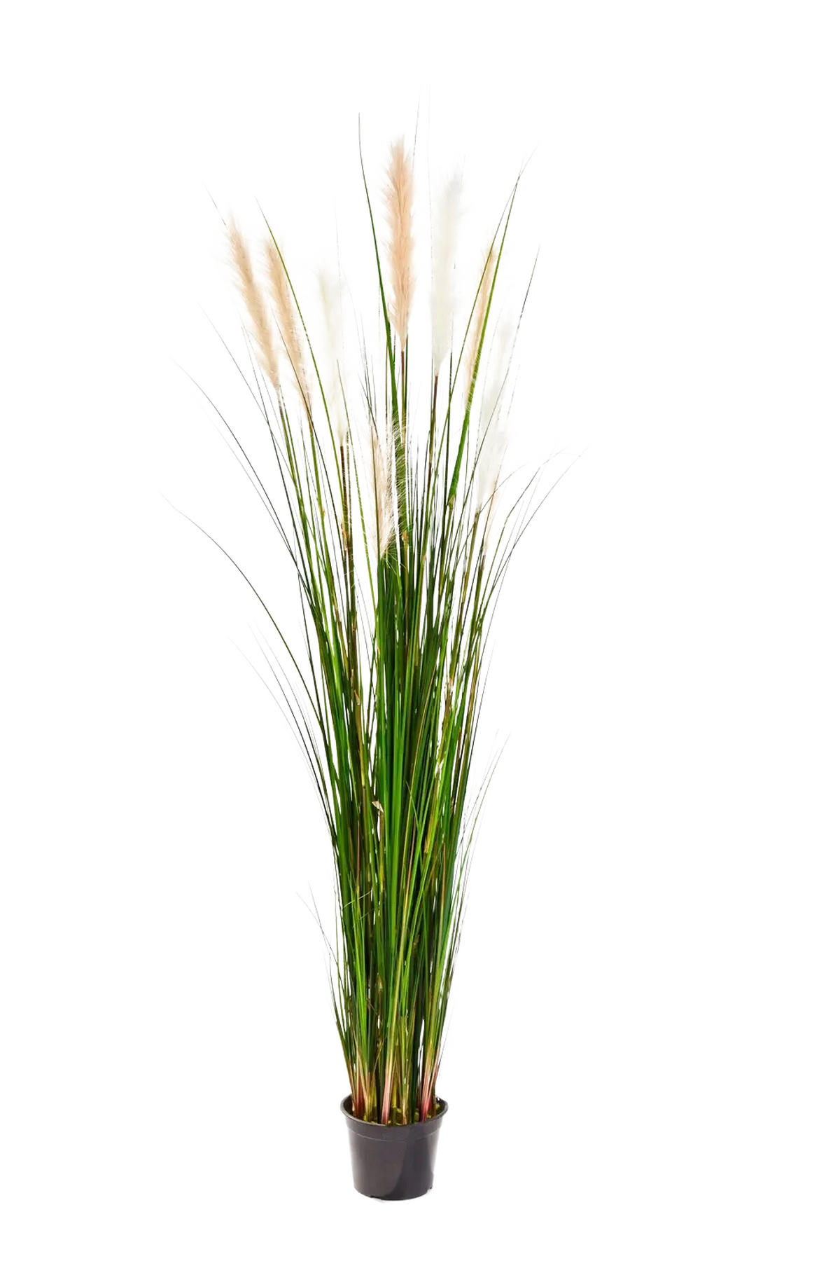 KUNSTPFLANZE Künstliches Schilfgras - Fluffi 180 cm - Grün, Kunststoff (180cm) - aplanta