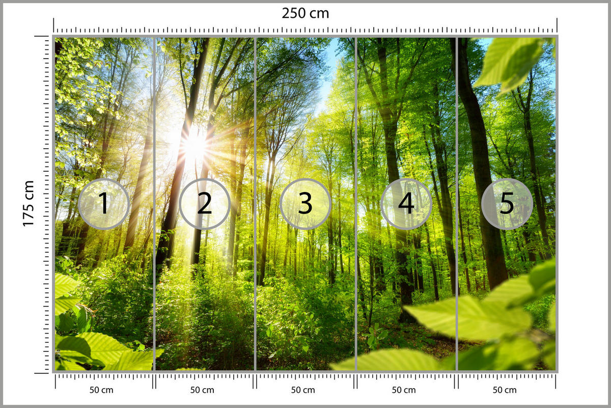 FOTOTAPETE für Wohnzimmer Sonnenaufgang zwischen Bäumen Wald 250x175 - Gelb/Grün, Papier (250/175cm) - Muralo
