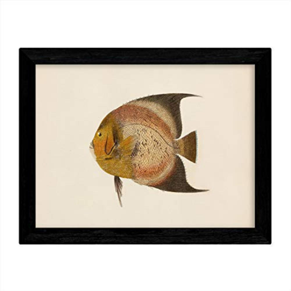 POSTER Fish – Vintage A3 Rahmenlos - Klar, Papier (29.7/5/42cm) - Nacnic