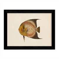 POSTER Fish – Vintage A3 Rahmenlos - Klar, Papier (29.7/5/42cm) - Nacnic