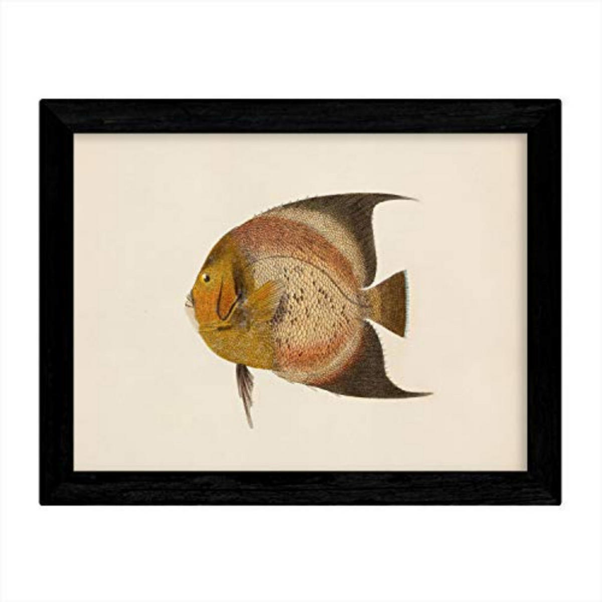 POSTER Fish – Vintage A3 Rahmenlos - Klar, Papier (29.7/5/42cm) - Nacnic