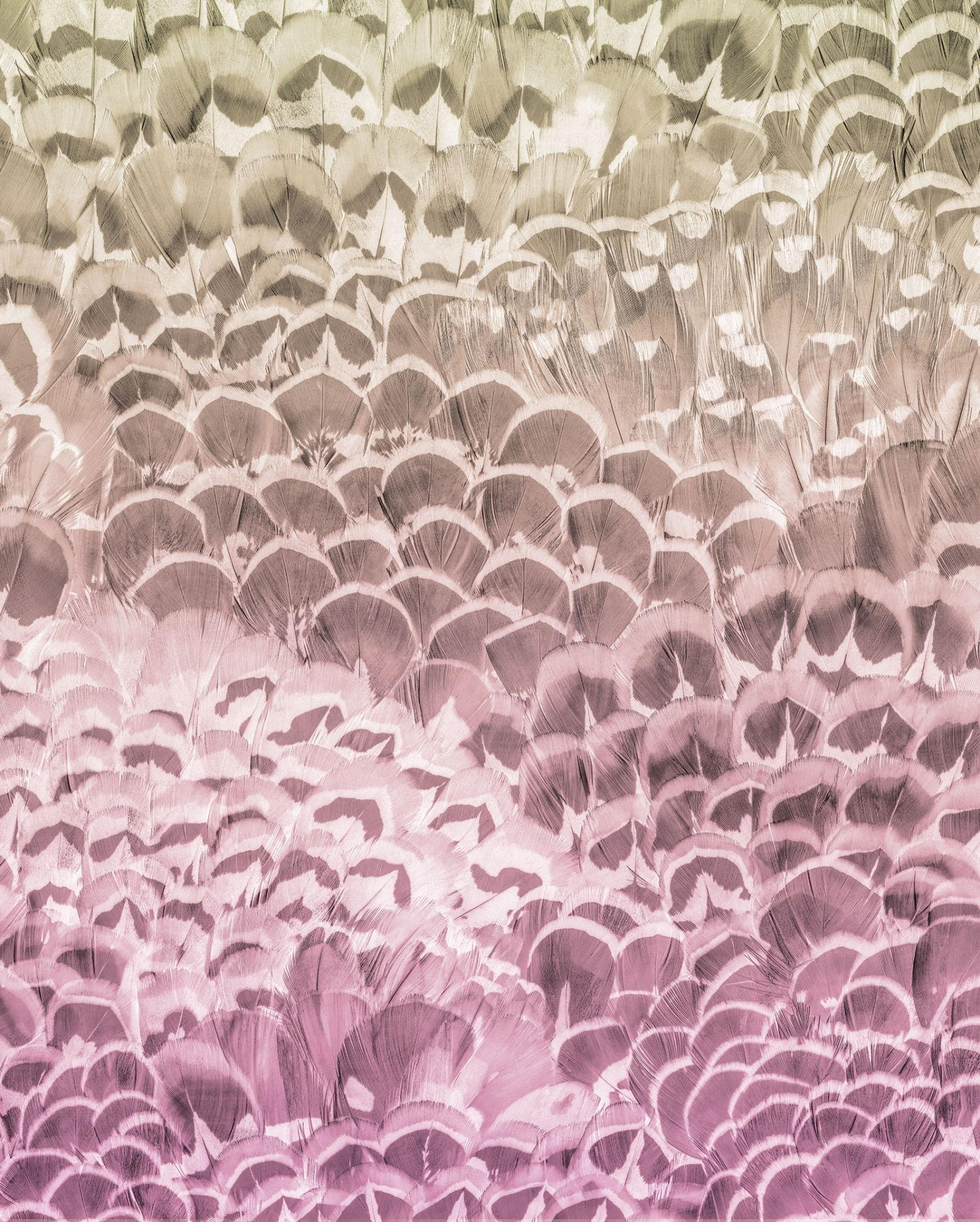 FOTOTAPETE künstlerisch 200 x 250 cm - Pink, Papier (200/250cm) - Sanders & Sanders