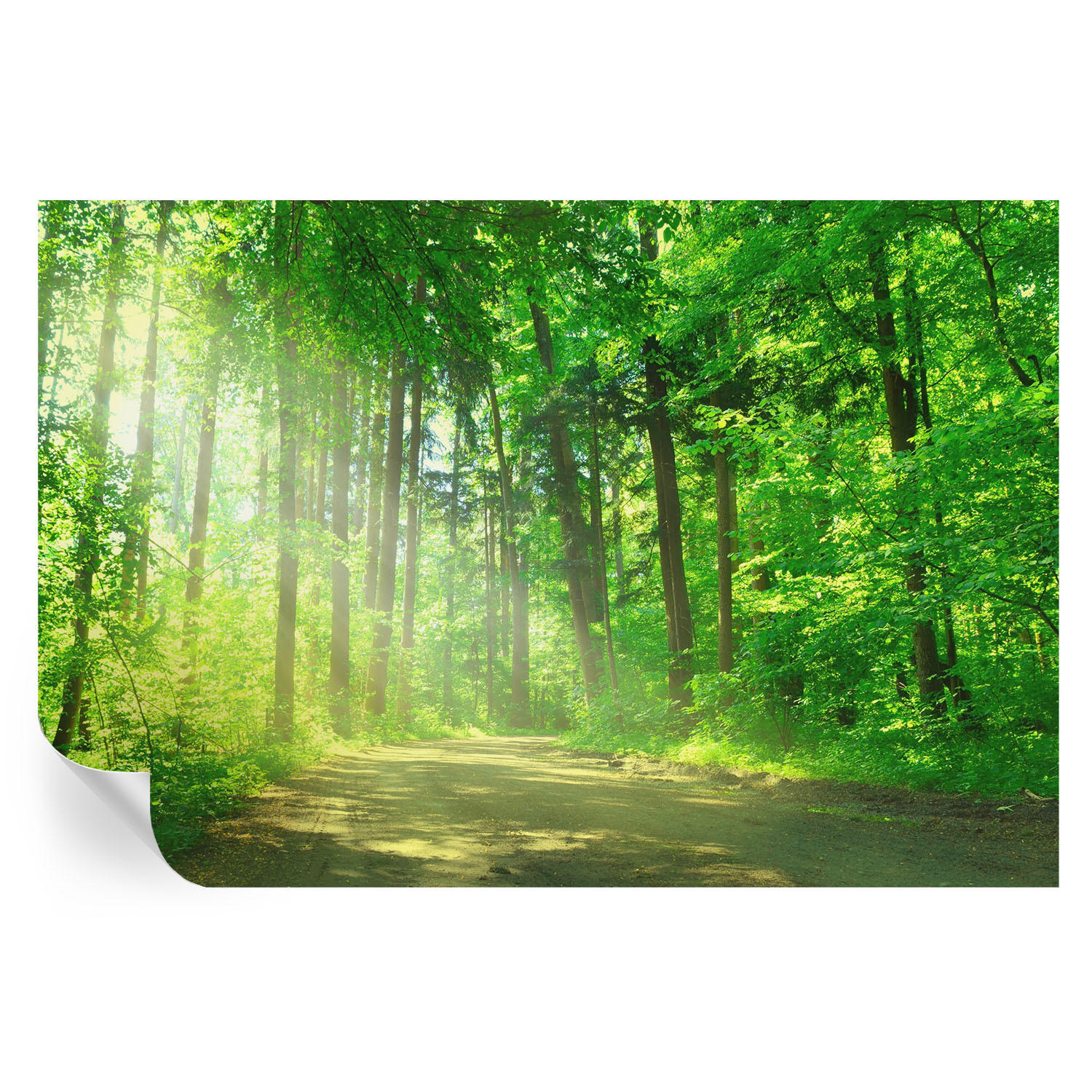 FOTOTAPETE 104x70 cm - Waldweg - Grün, Textil (104/70cm) - Wallfluent
