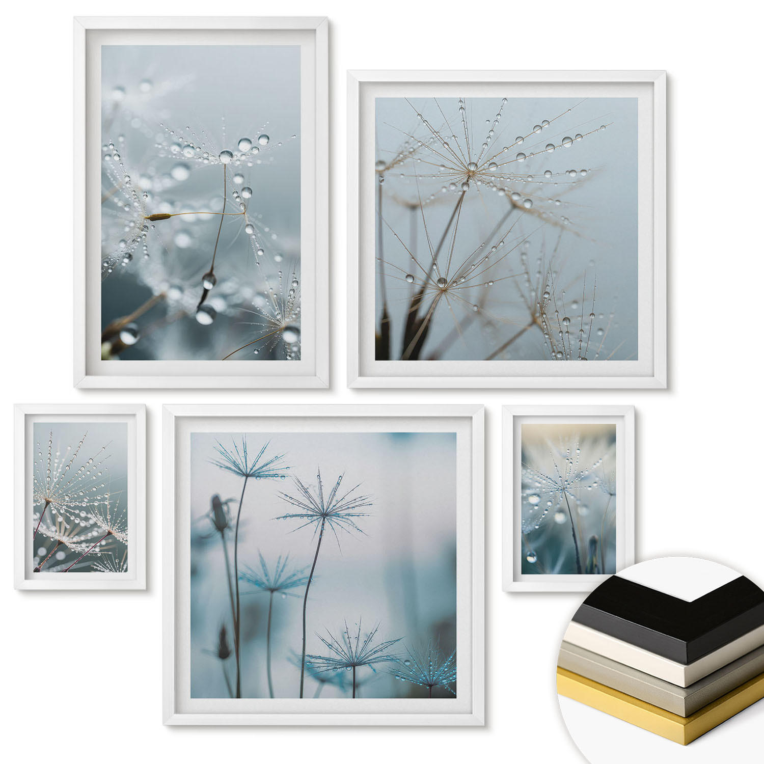 WANDBILDER 5er-Set - 50x50 cm & 20x30 cm & 40x60 cm Weißer Rahmen - Wassertropfen auf Löwenzahnsprossen - Weiß, Kunststoff (40/60cm) - ArtPrintCave