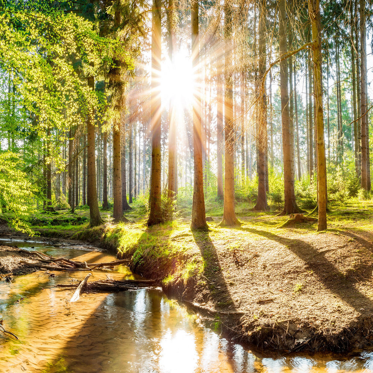 VERDUNKELUNGSROLLO 100x100 cm Sonne im Wald - Braun, Textil (100/100cm) - TULUP