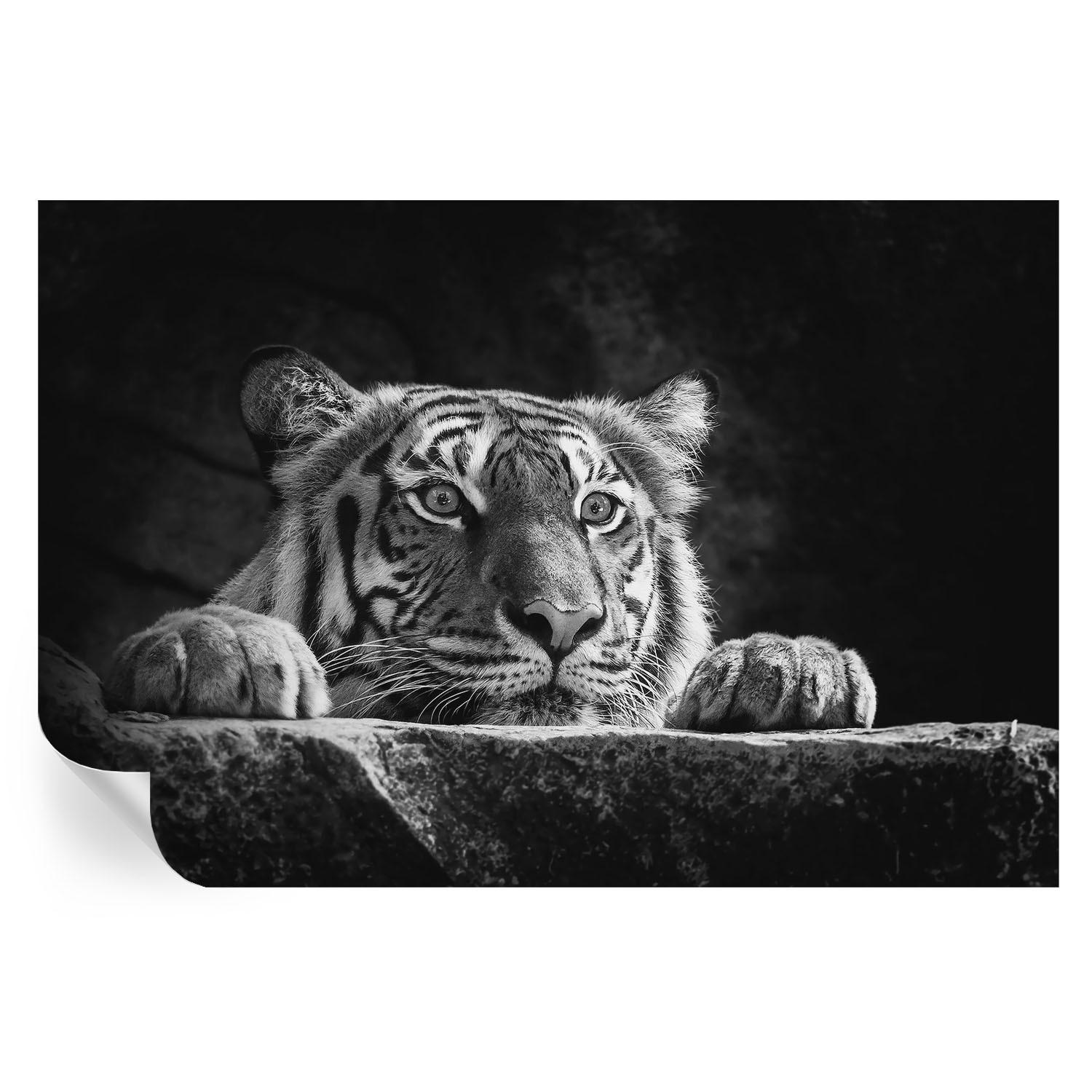 FOTOTAPETE 104x70 cm - Raubtierblick - Türkis, Textil (104/70cm) - Wallfluent