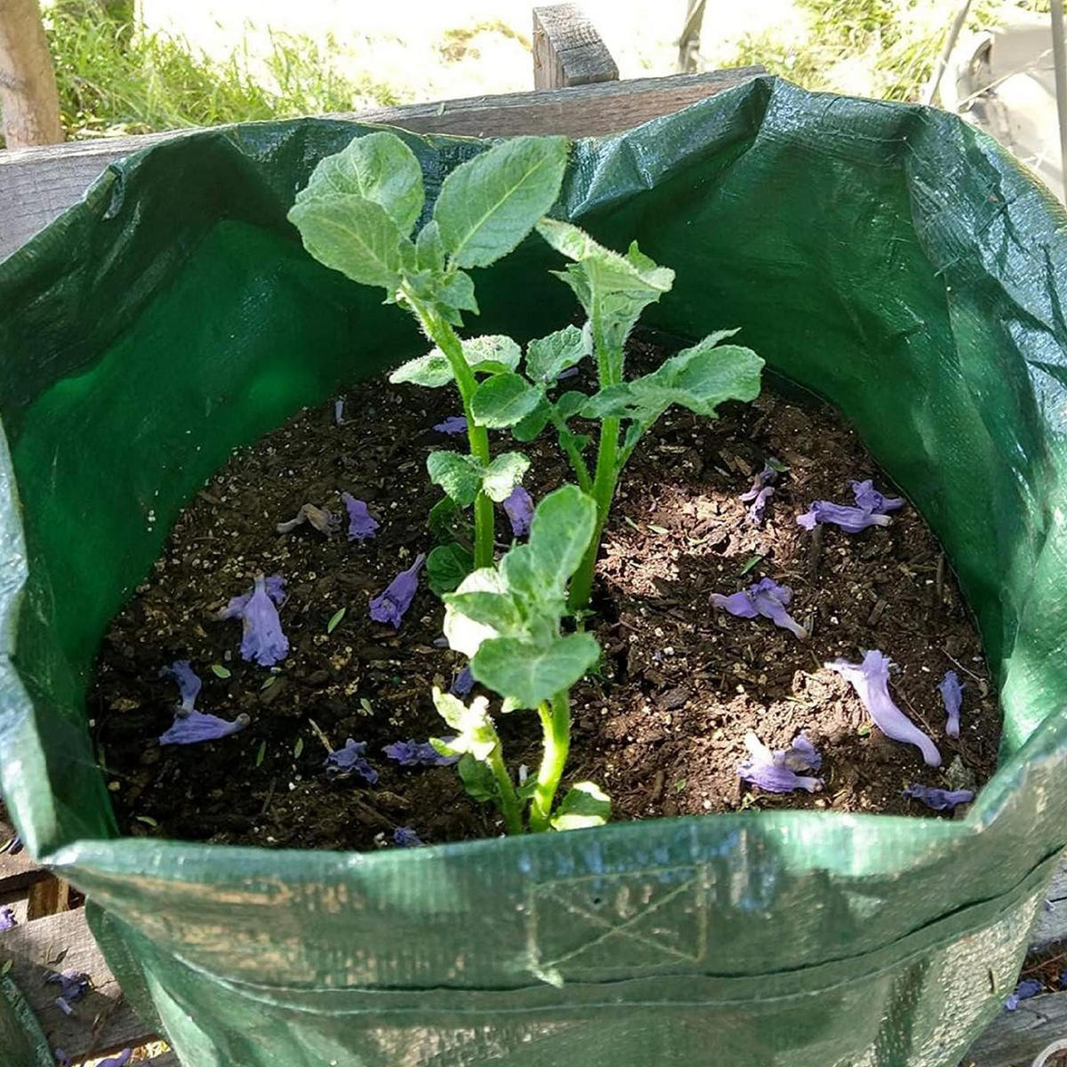 PFLANZSACK - Dunkelgrün, Kunststoff (34/35/34cm)