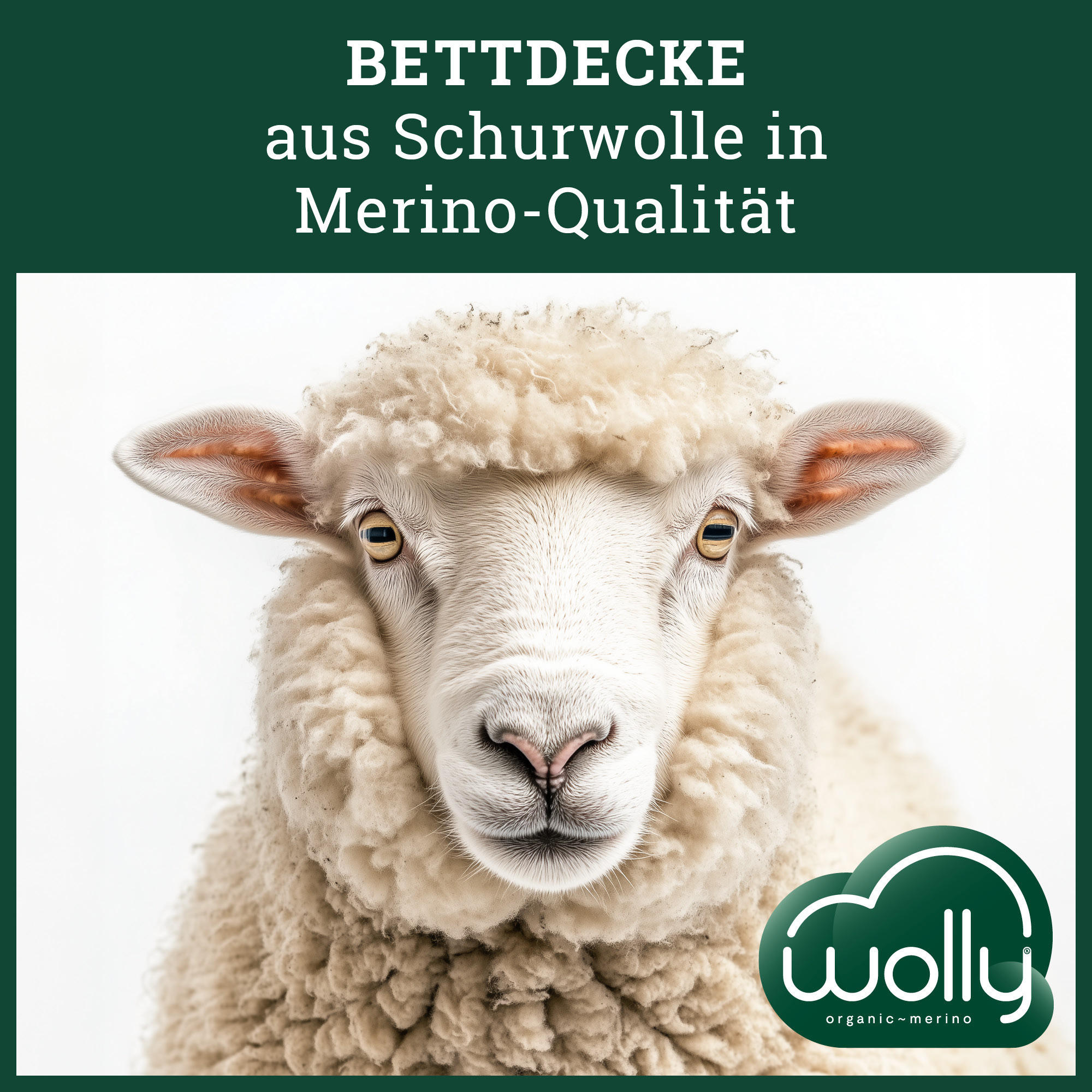 GANZJAHRESBETTDECKE MERINOWOLLE 100% Schurwolle mittel - Weiß, Naturmaterialien/Textil (240/220cm) - wolly