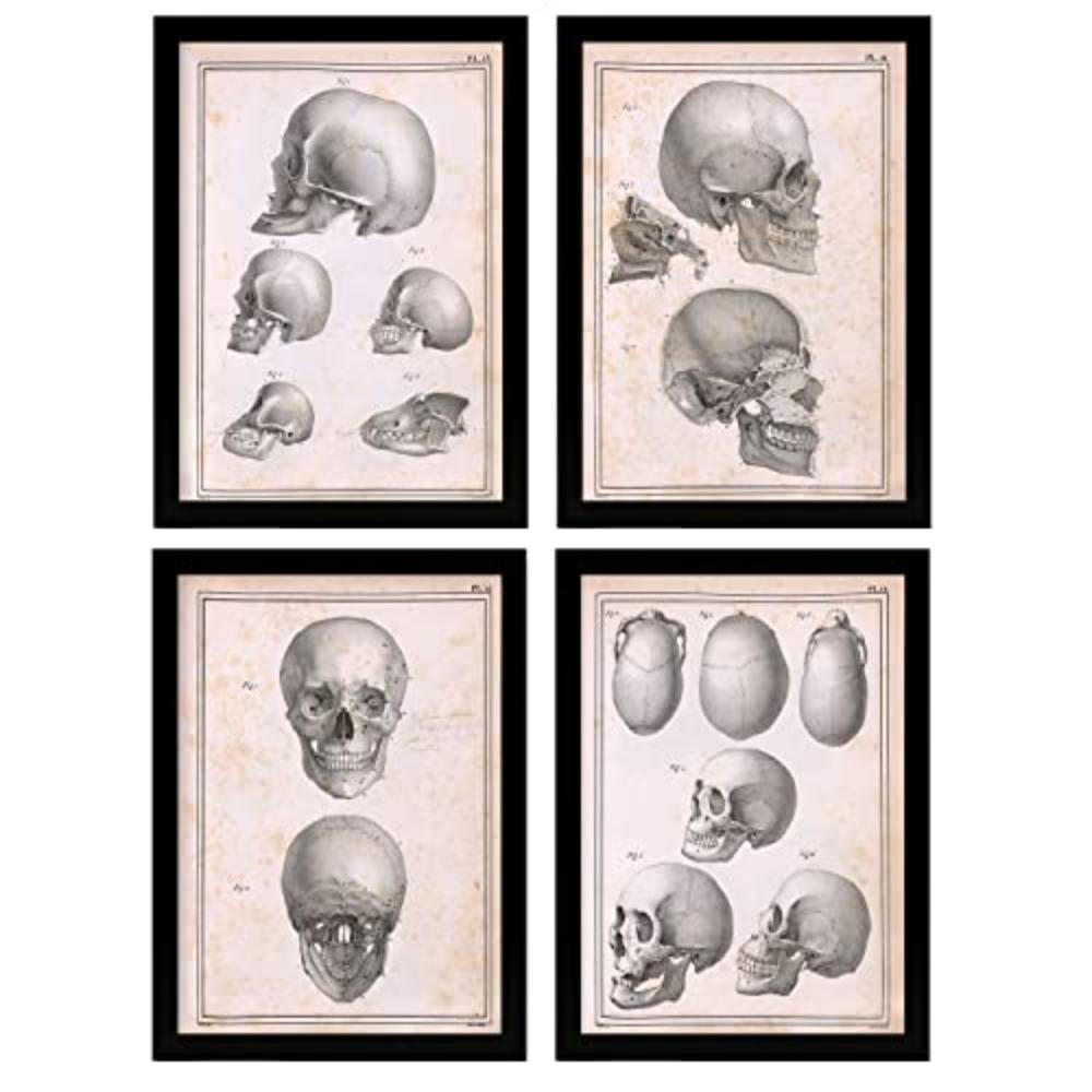 POSTER Set mit 4 Anatomie von Köpfen und Totenköpfen A4 Schwarzer Rahmen - Schwarz, Papier (29.7/3cm) - Nacnic