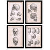 POSTER Set mit 4 Anatomie von Köpfen und Totenköpfen A3 Schwarzer Rahmen - Schwarz, Papier (29.7/3cm) - Nacnic