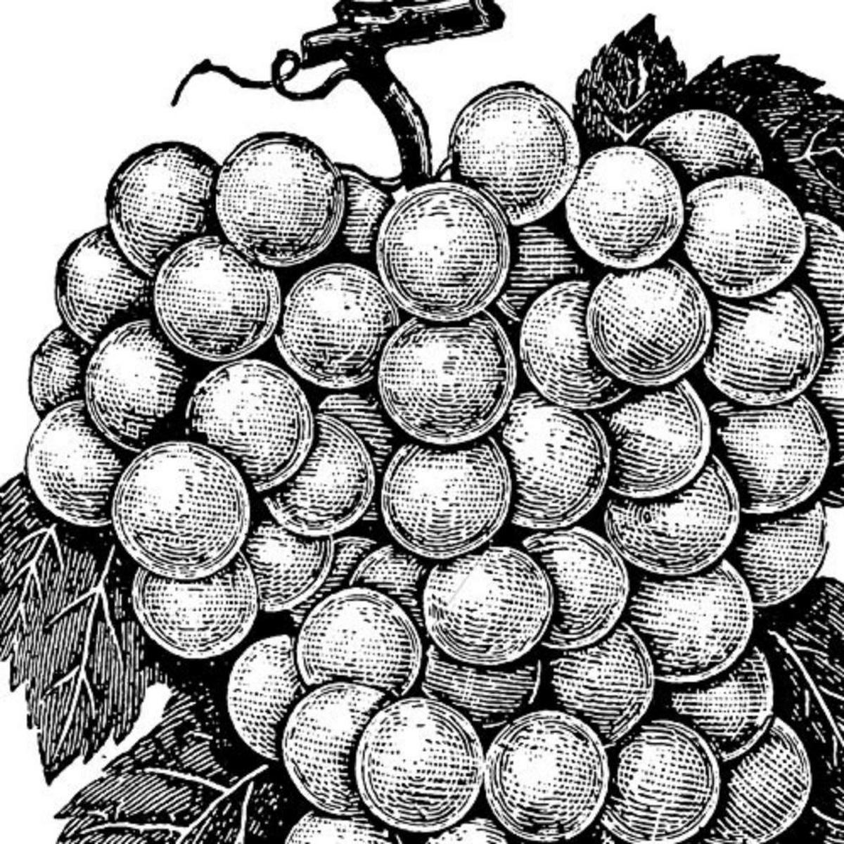 POSTER Set mit 4 von Obst und Gemüse A4 Rahmenlos - Klar, Papier (29.7/3cm) - Nacnic