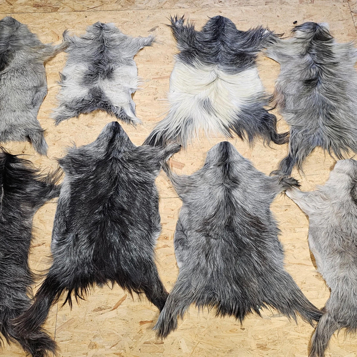 FELL Ziegenfell Graulich Naturfarben Teppich ca. 90 cm 1.Wahl - Dunkelgrau/Grau, Fell (50/90cm) - Provellus