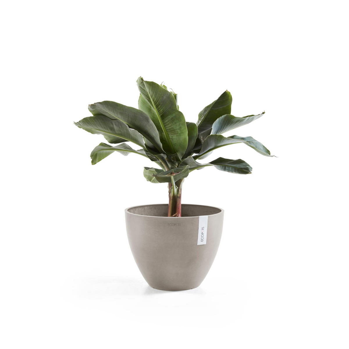 BLUMENTOPF Antwerp 30,2/25 cm Taupe - Taupe, Kunststoff (30.2/25cm) - Ecopots