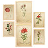 POSTER Set Mit 6 Botanische rote Blume Größe A3 & A4 Rahmen aus hellem Holz - Beige, Papier (29.7/1cm) - Nacnic