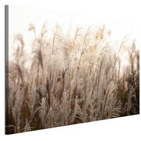 LEINWANDBILD Pampasgras 120x40 cm - Multicolor, Holz (120/40cm) - LUMASOUL