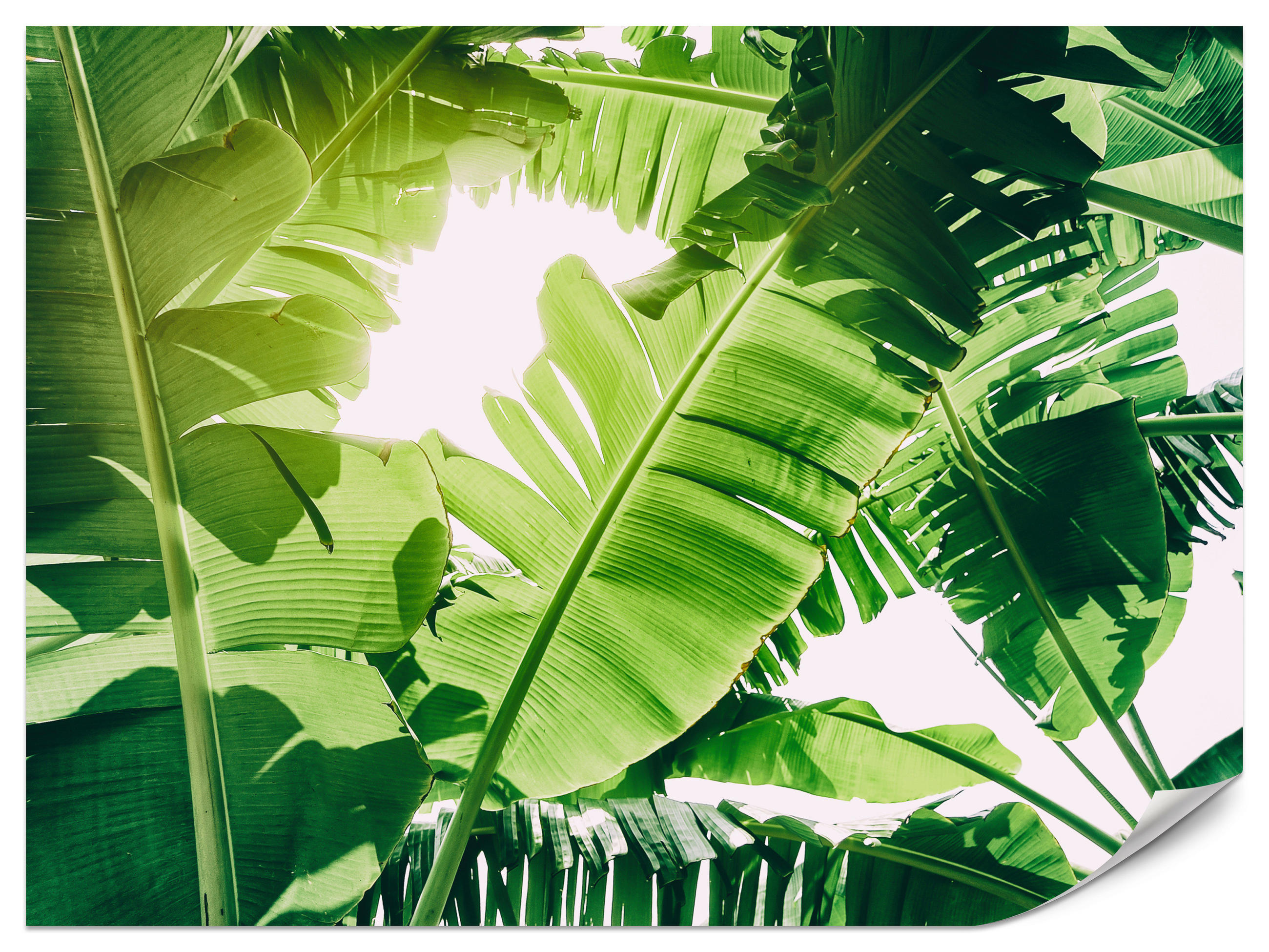 FOTOTAPETA Pre Obývaciu Izbu Banánovník Zelené Listy Tropická 450 x 315 cm - biela/zelená, papier (450/315cm) - Muralo