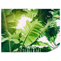 FOTOTAPETA Pre Obývaciu Izbu Banánovník Zelené Listy Tropická 450 x 315 cm - biela/zelená, papier (450/315cm) - Muralo