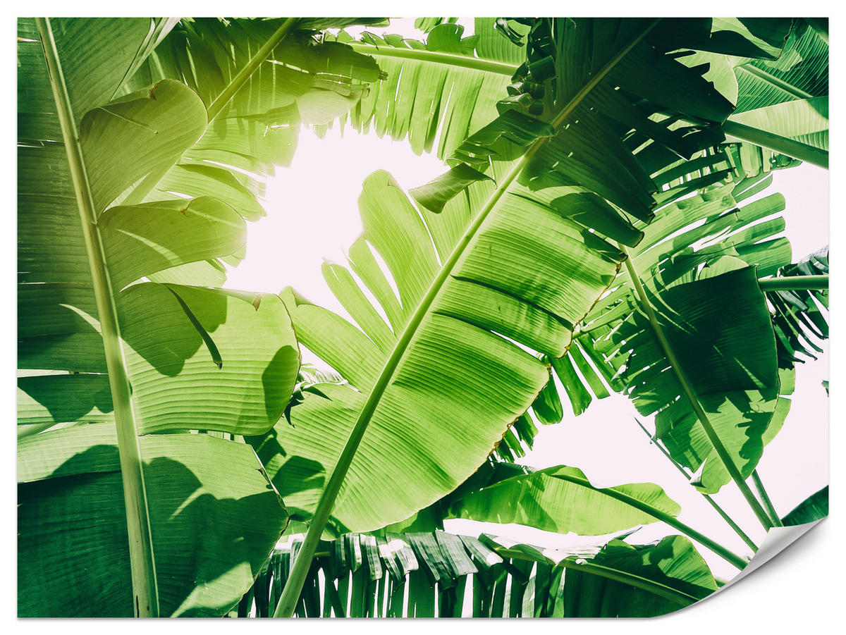 FOTOTAPETA Pre Obývaciu Izbu Banánovník Zelené Listy Tropická 450 x 315 cm - biela/zelená, papier (450/315cm) - Muralo
