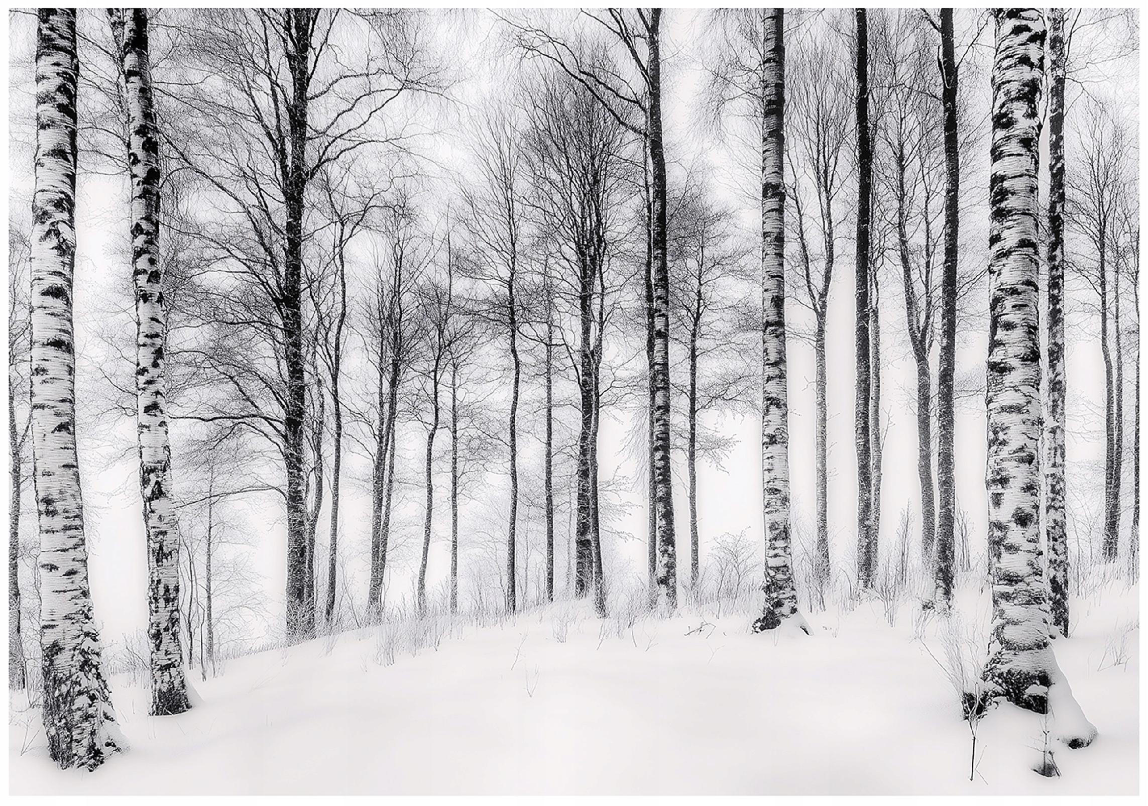 FOTOTAPETE 3D Effekt Birken Wald Bäume Tapete Wohnzimmer 200x140 - Multicolor, Papier (200/140cm) - Wallarena