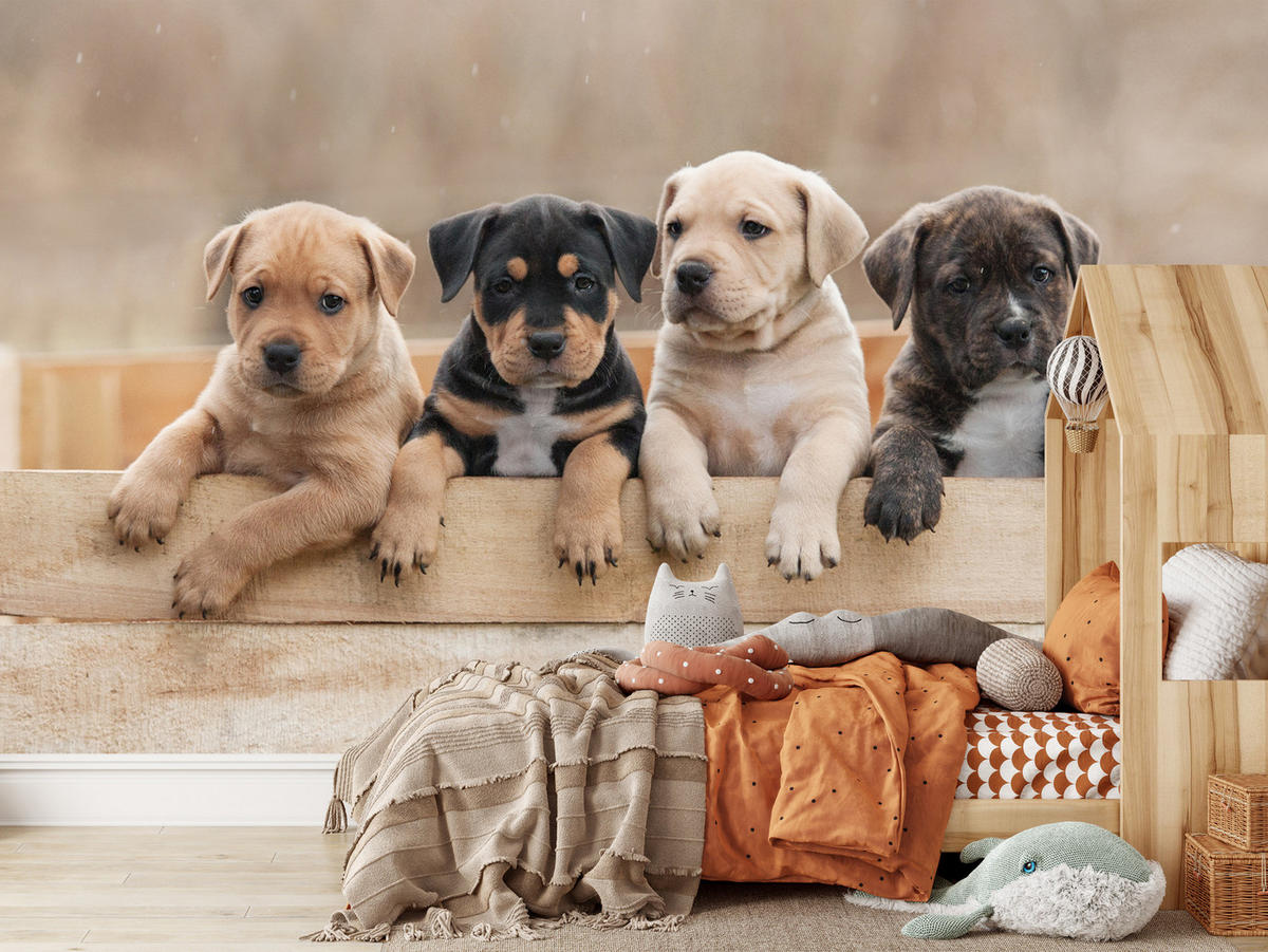 FOTOTAPETE für Kinderzimmer Süße Hunde Tiere 350x256 - Beige/Schwarz, Papier (350/256cm) - Muralo