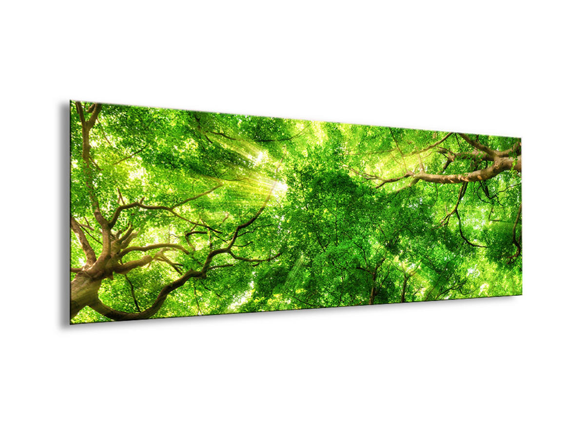 GLASBILD 80x30 cm Wald Baumkronen grün - Beige, Glas (80/30cm) - artissimo
