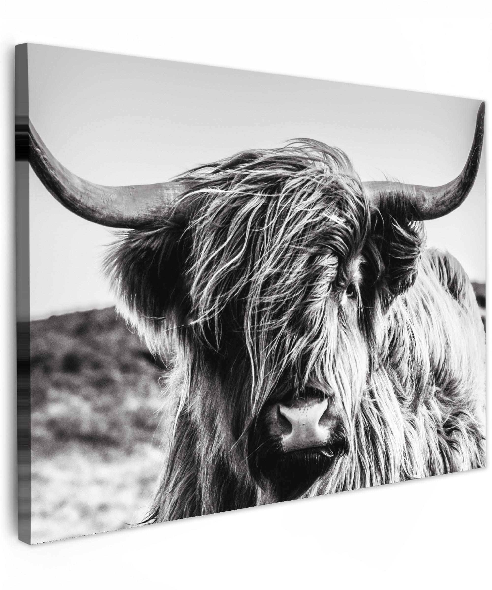 LEINWANDBILD Kuh - Schottischer Hochländer - Schwarz - Weiß - Tier - Natur - Wildtiere 40x30 cm - Schwarz, Textil (40/30cm) - MuchoWow