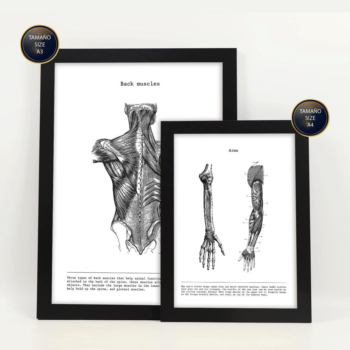 POSTER Set Mit 6 Anatomie Sammlung Von Platten Größe A3 und A4 Rahmenlos - Klar, Papier (29.7/1/42cm) - Nacnic