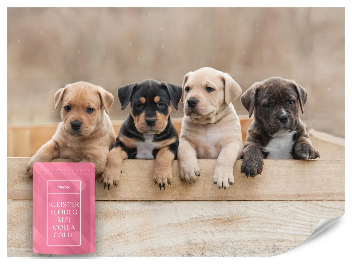 FOTOTAPETE für Kinderzimmer Süße Hunde Tiere 350x256 - Beige/Schwarz, Papier (350/256cm) - Muralo