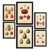 POSTER Set Mit 6 Früchte In Vintage A3 & A4 Rahmenlos - Klar, Papier (29/3cm) - Nacnic