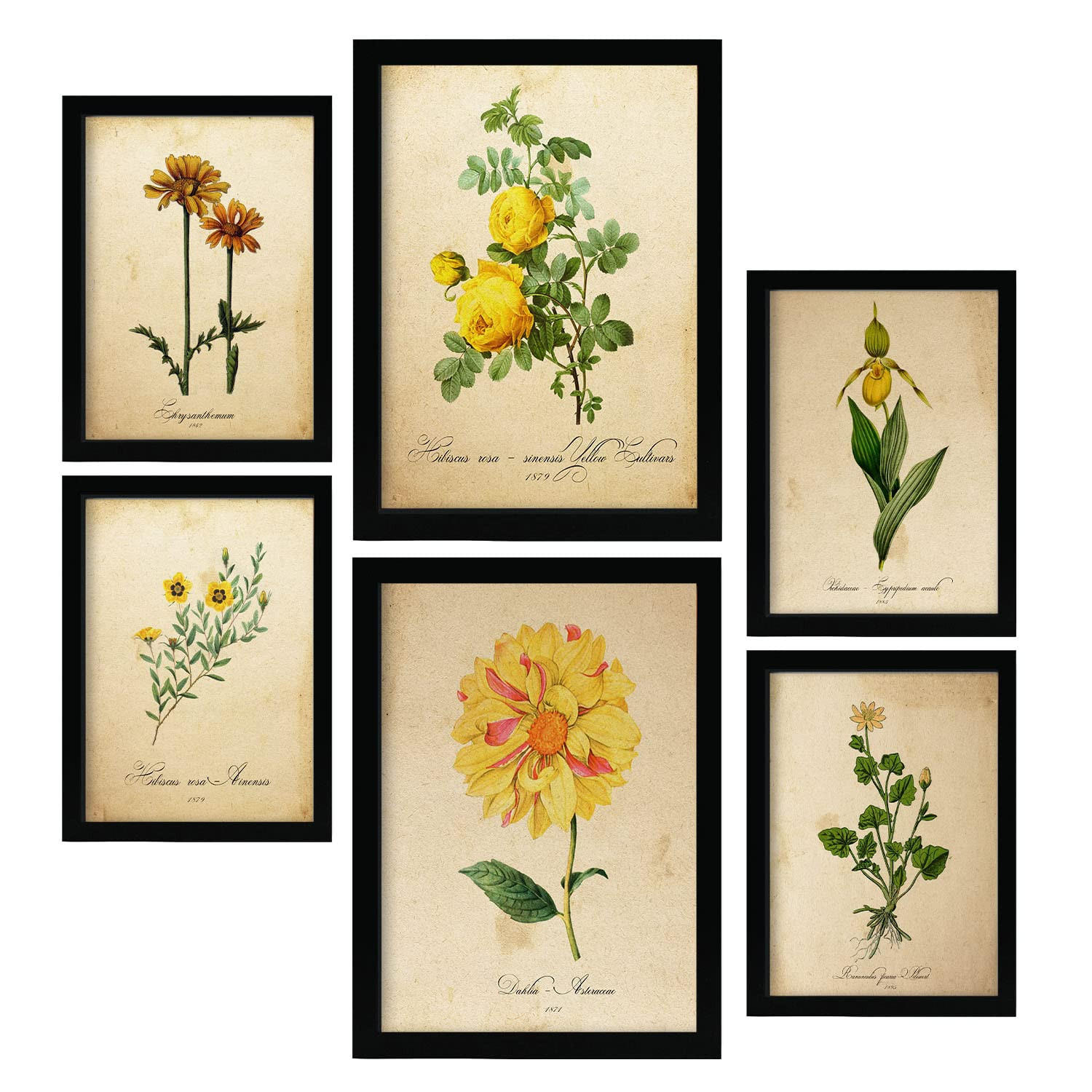 POSTER Set Mit 6 Gelbe Blumen Vollfarbige Blumenmotiven Im Vintage Papier Stil A3 & A4 Rahmenlos - Klar, Papier (29/3cm) - Nacnic
